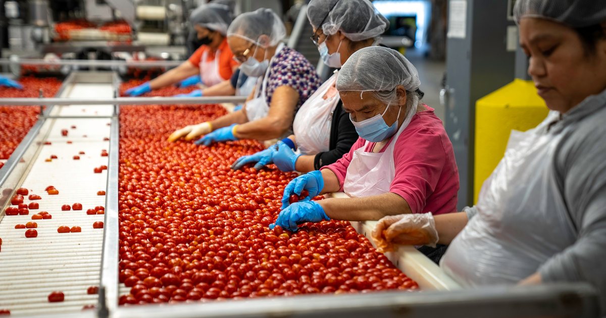 Trabajadoras con gorro y mascarilla seleccionando tomates en una cinta de producción alimentaria