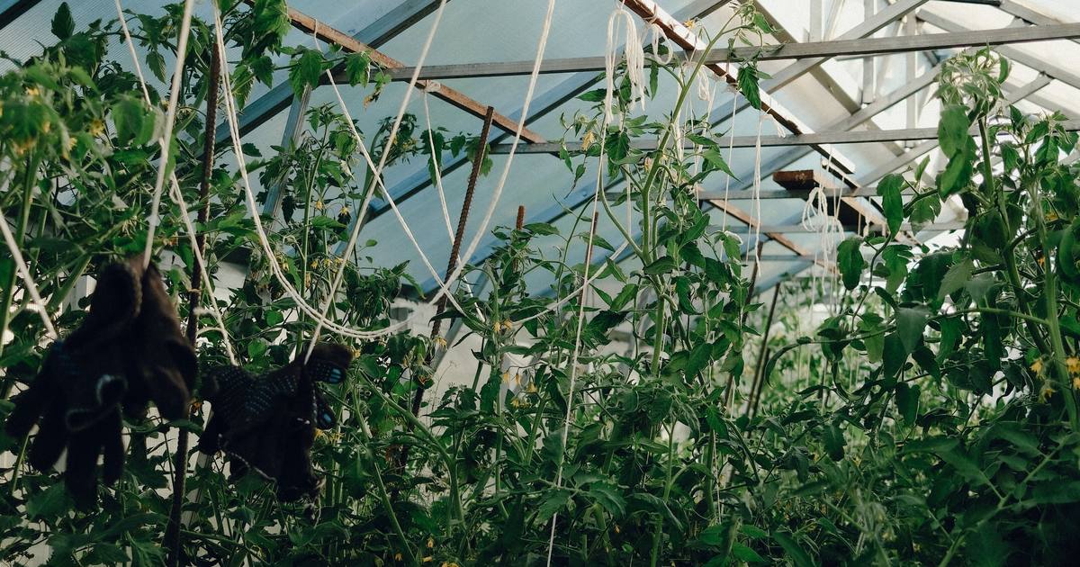 Interior de un invernadero con hileras de plantas bajo estructura metálica