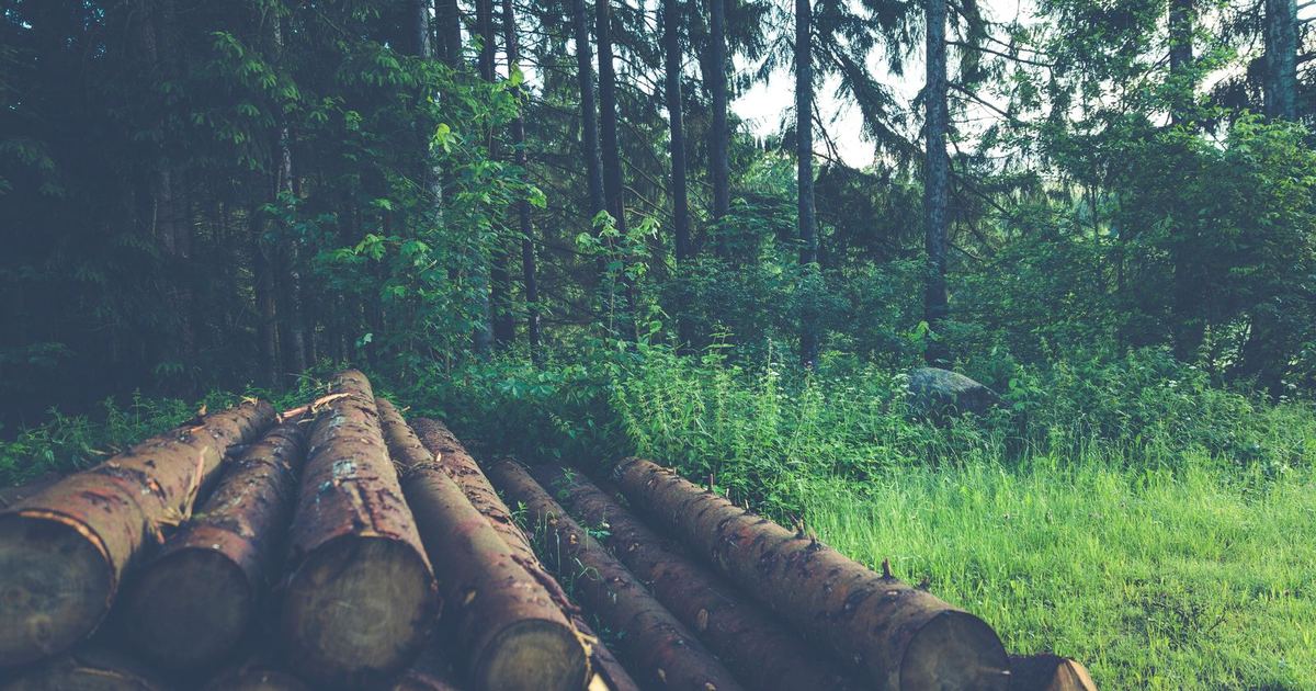 Troncos de madera talados apilados junto a un bosque