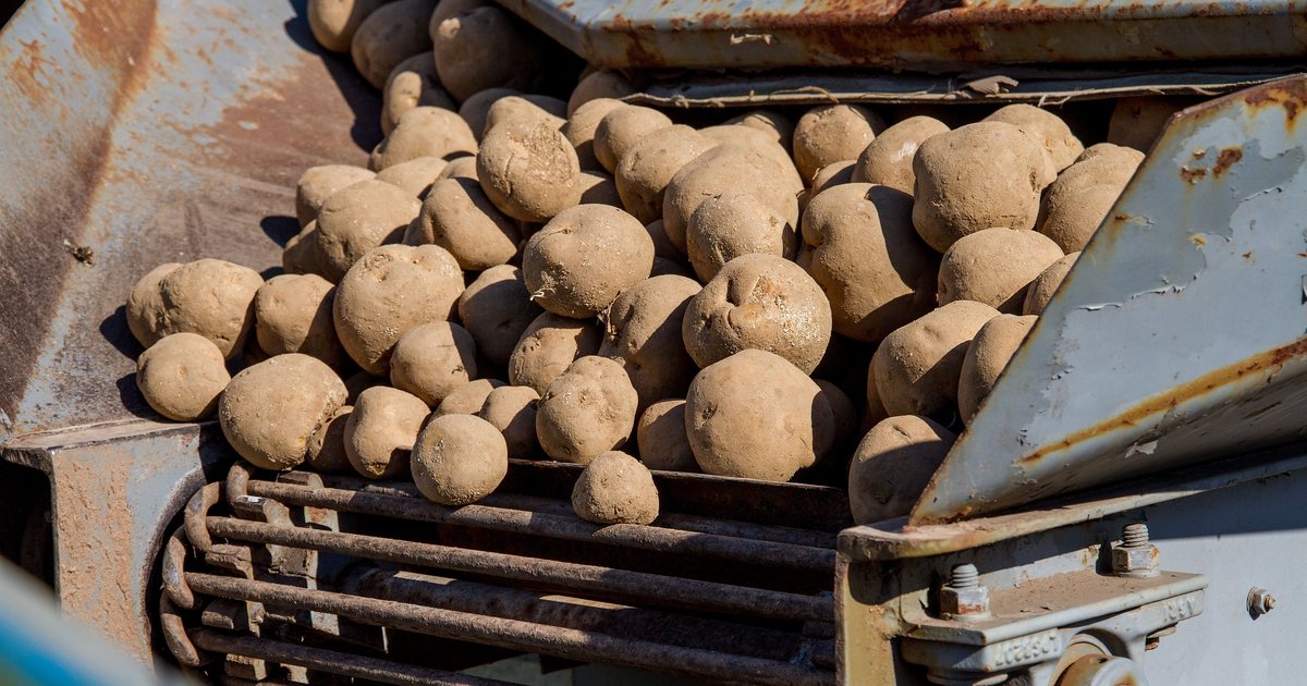 Patatas recién recolectadas sobre una cinta transportadora oxidada