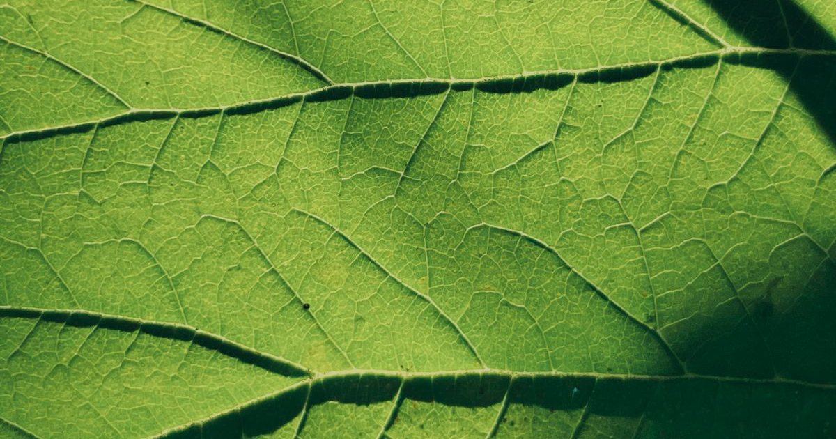 Primer plano de una hoja verde iluminada por el sol, con sus nervaduras visibles