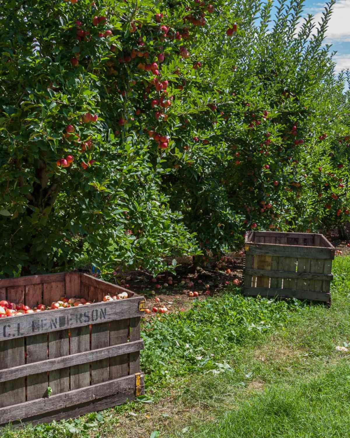 Cajas de madera con manzanas recién cosechadas entre los árboles de un huerto