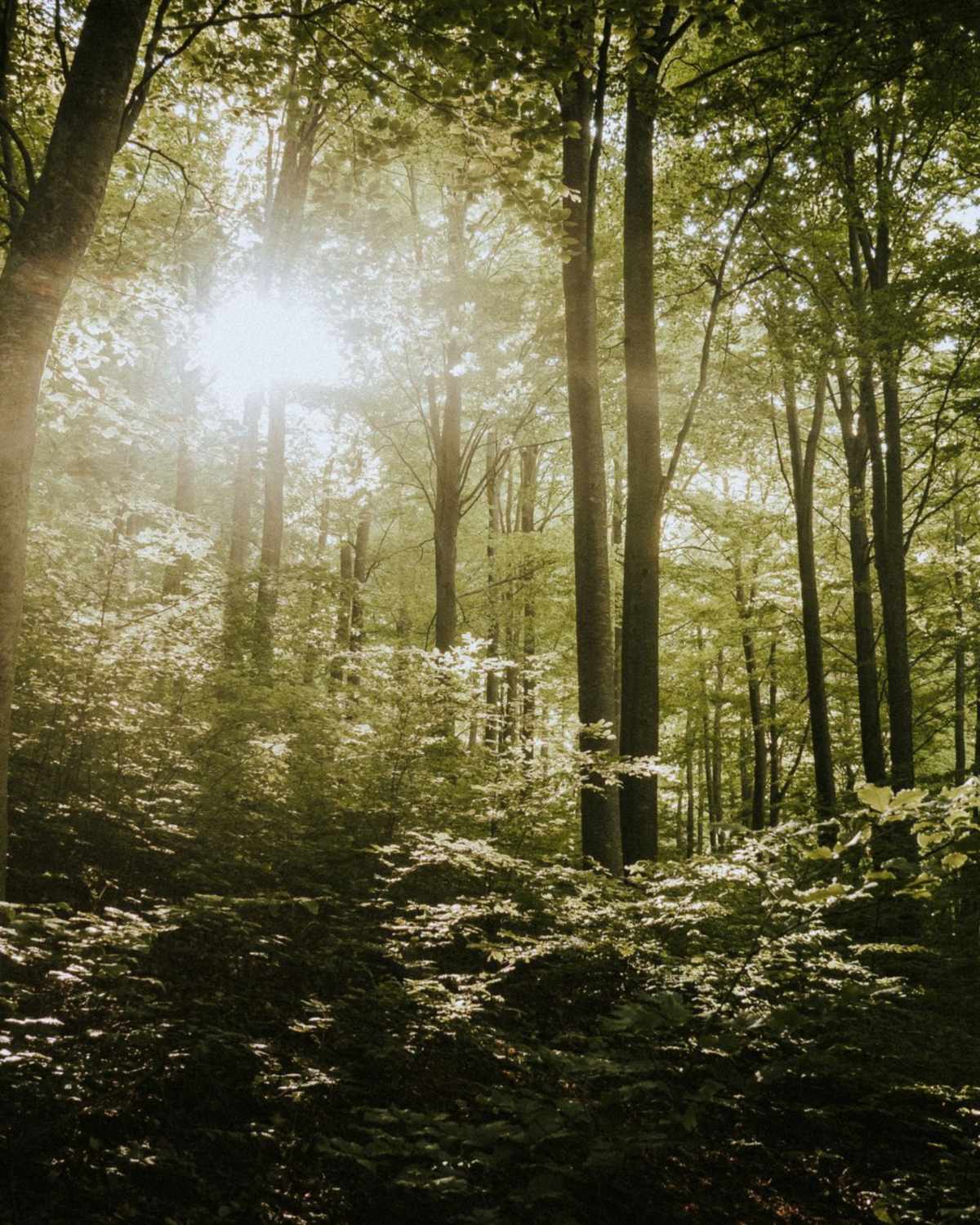 Bosque frondoso con rayos de sol filtrándose entre los troncos de los árboles