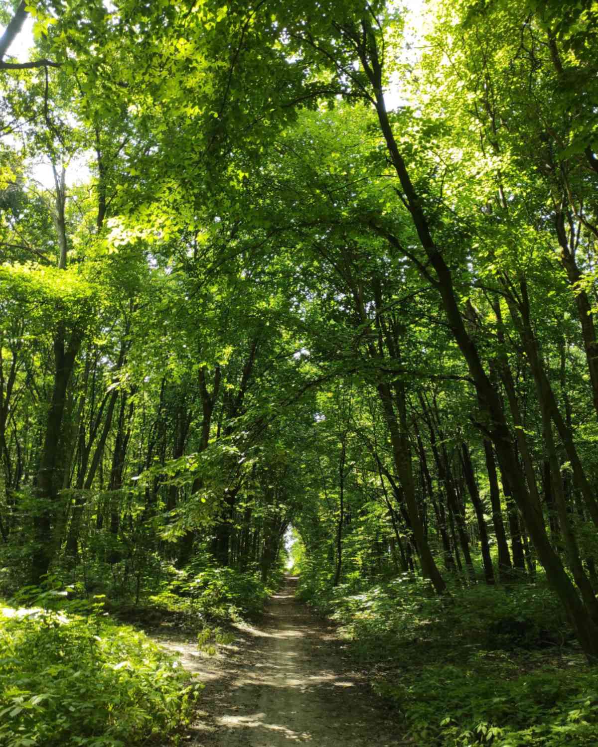 Sendero de tierra entre árboles altos de un bosque verde en verano